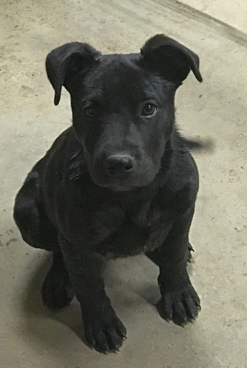 Kei Puppy
