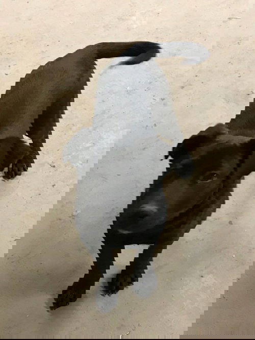 Kamara