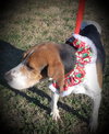 Jingles