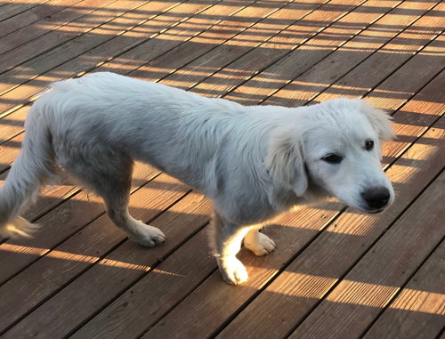 Comet