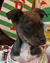 Peggy Puppy