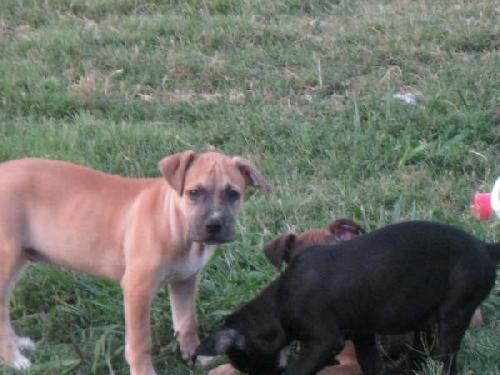 Hunter URGENT FOSTER ME!!