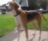 Bailey