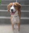 Bailey