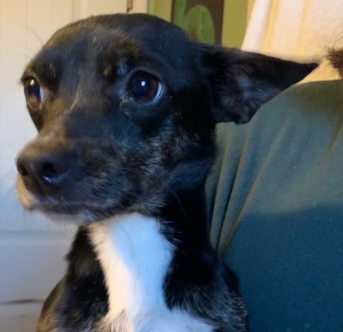 Kiki Dee