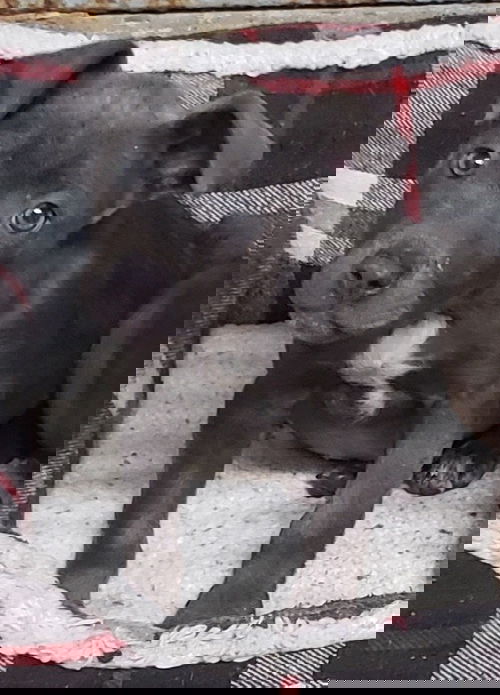 Elizabeth Puppy