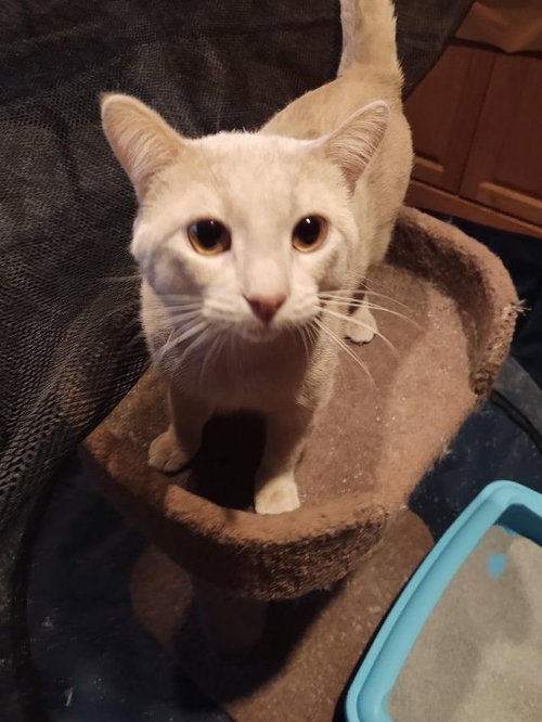 Loki