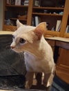 Loki