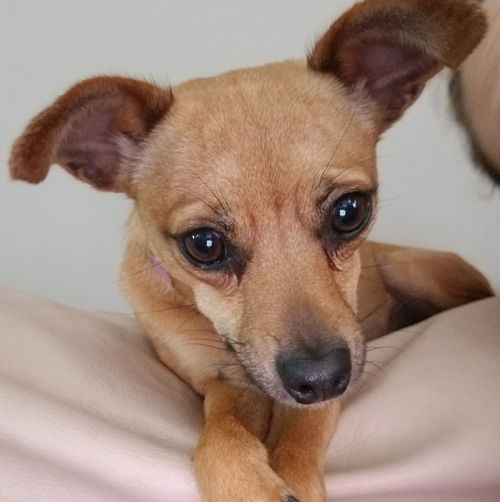 Peanut
