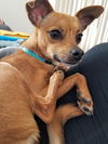 Peanut
