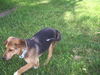Capone