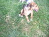 Capone