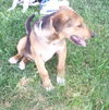 Capone