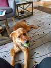 Marston