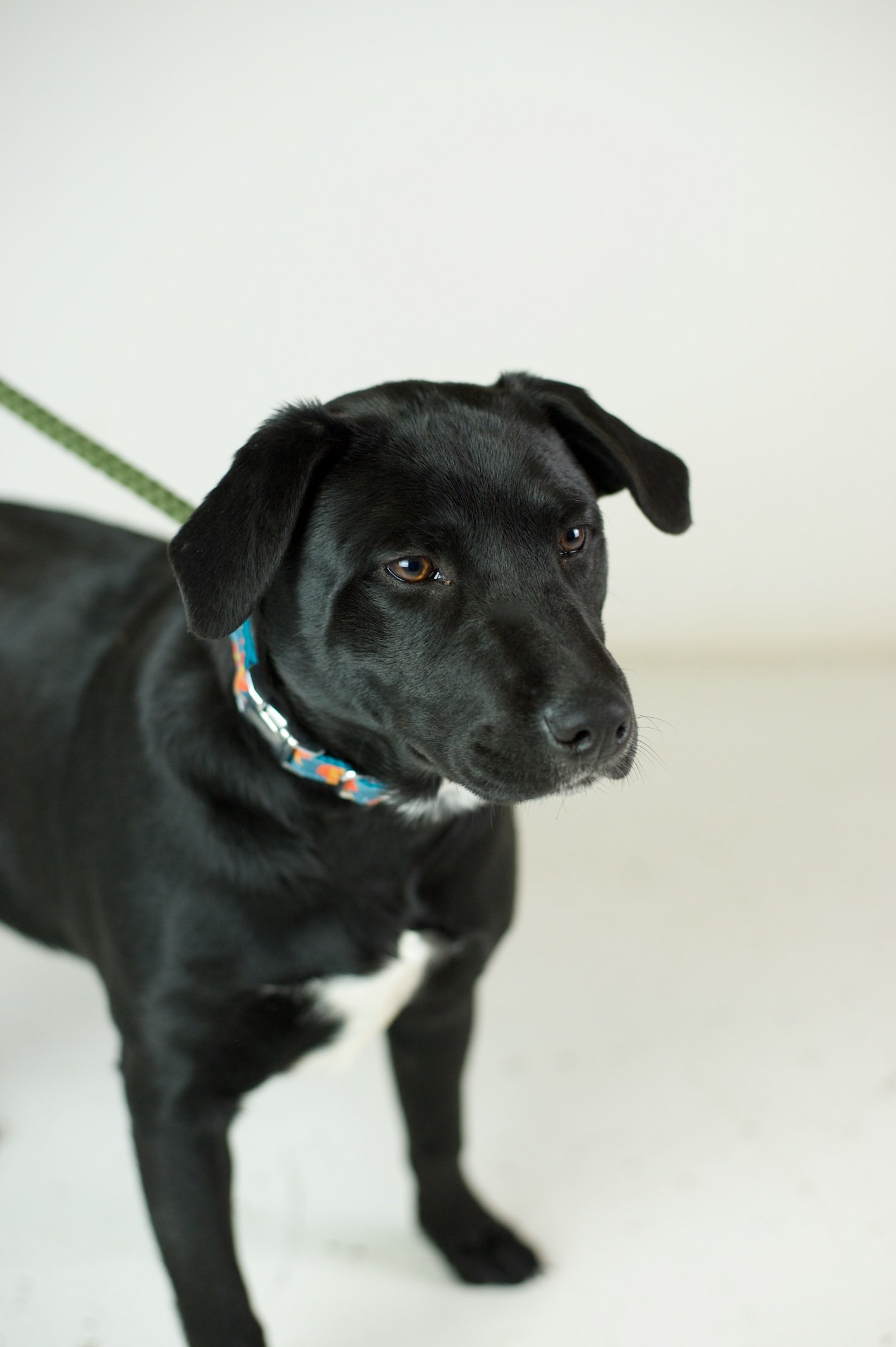 adoptable Dog in Minneapolis, MN named Danny Zuko