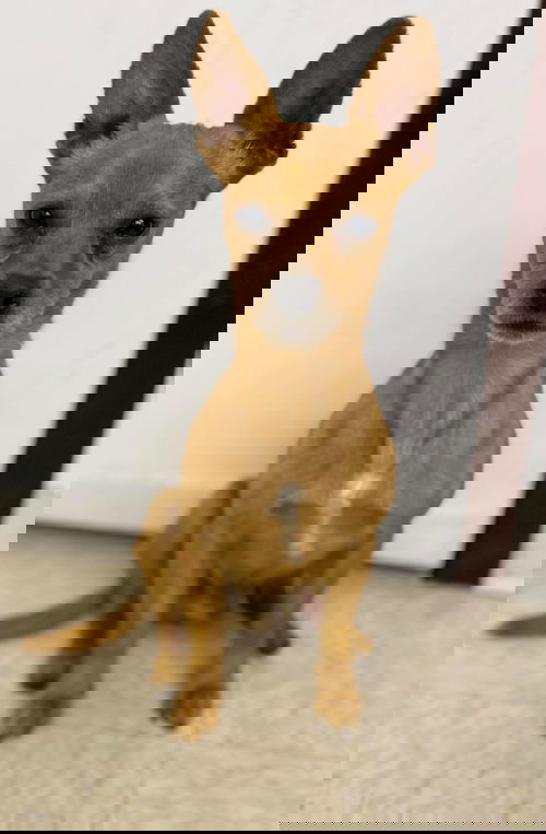 Gnome