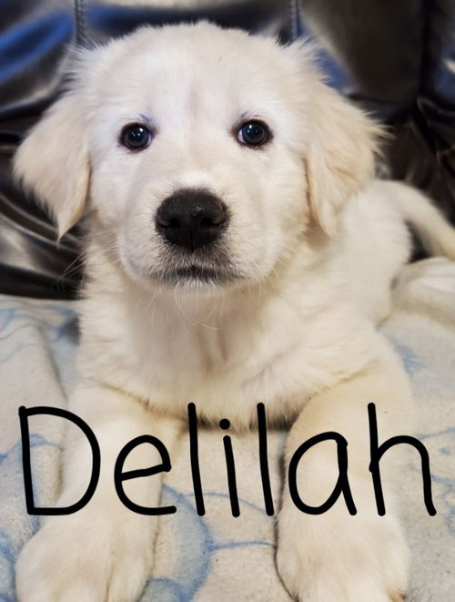 Delilah