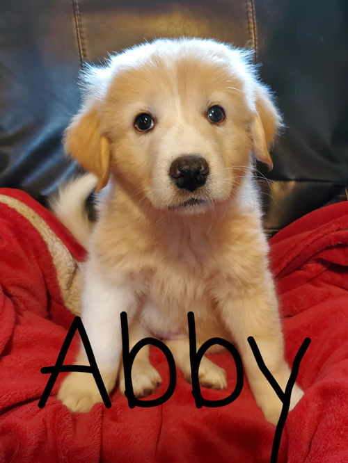 Abby