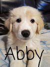 Abby