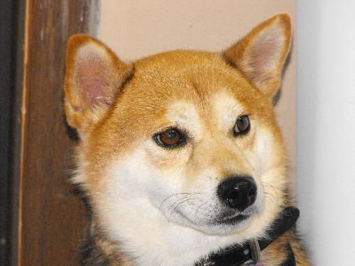Kenji