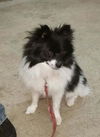Bandit