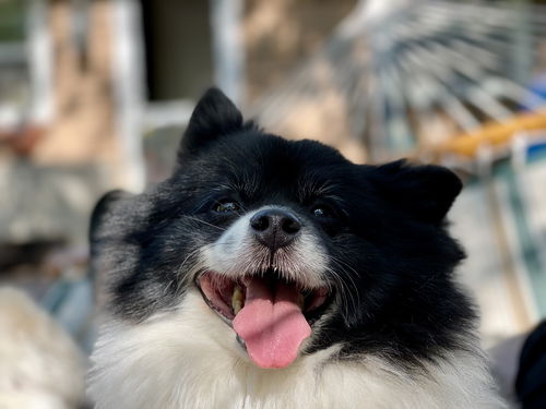 Bandit