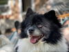 Bandit