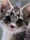 Elliot
