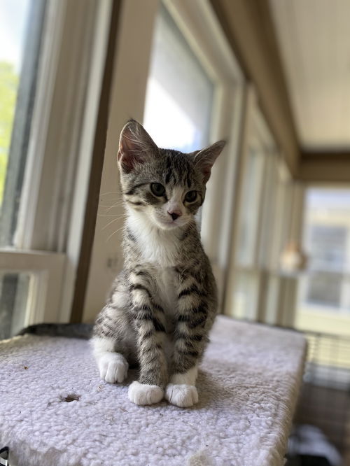 Elliot