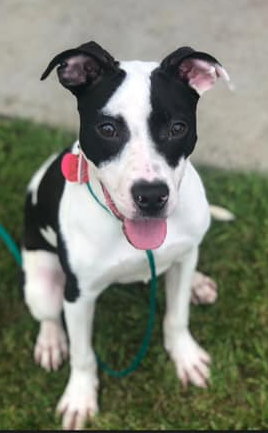 Siouxsie