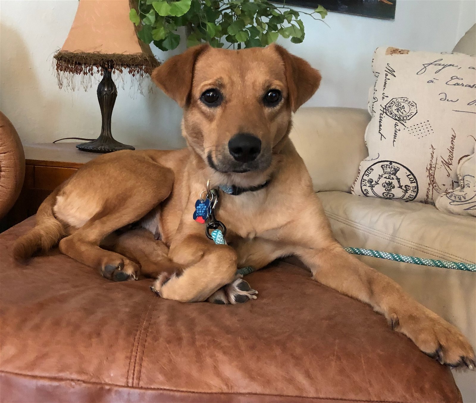 adoptable Dog in Minneapolis, MN named Bananarama