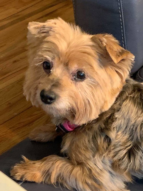 SF-Pippa