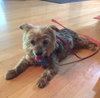 SF-Pippa