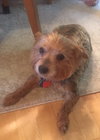 SF-Pippa