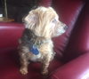 SF-Pippa