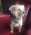 SF-Pippa