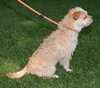 Skipper
