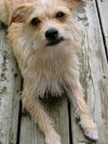Skipper