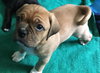 Chiquita