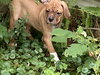 Chiquita