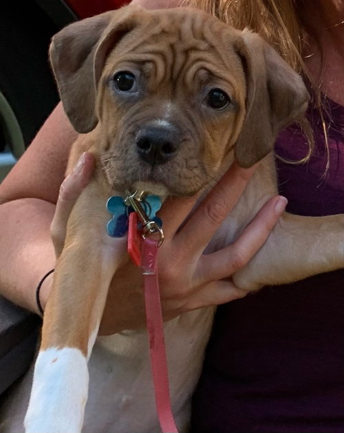 Chiquita