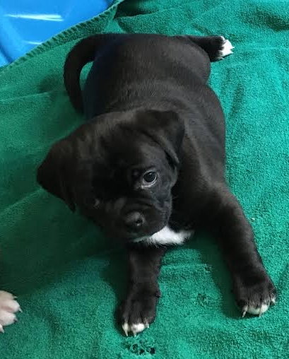 Bonita