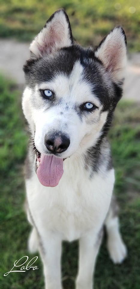 Lobo