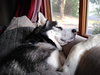 Lobo