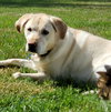 Mollie