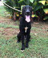 Onyx