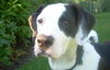 Lilly