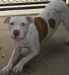 Chico