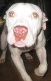 Chico