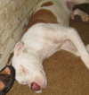 Chico